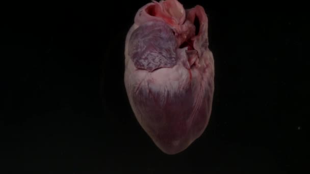 Heart with blood in the aquarium on black background — Stock Video