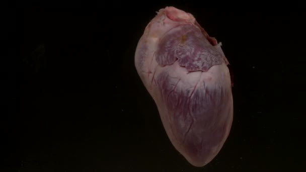 Corazón con sangre en el acuario sobre fondo negro — Vídeo de stock