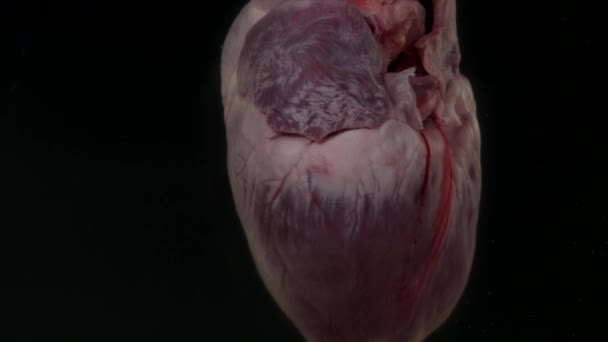 Сердце в аквариуме на черном фоне — стоковое видео