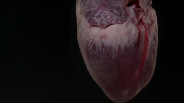 검은 배경에 수족관에서 혈액과 심장 — 비디오