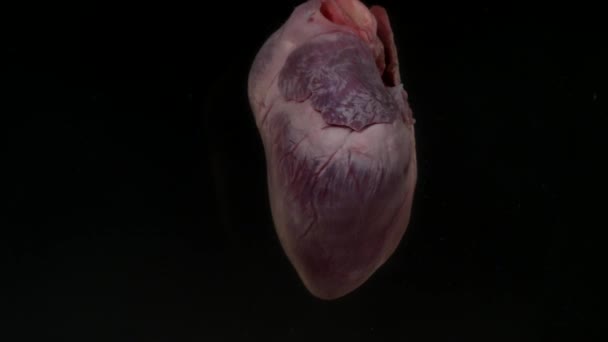 Coeur avec du sang dans l'aquarium sur fond noir — Video