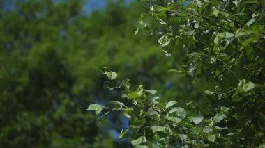 Ağaç dalı ağacın genç yeşil ile mavi gökyüzü arka plan üzerinde hafif rüzgar bırakır. seçici odak