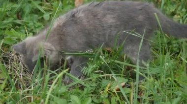 Bahçe üzerinde yürüme sevimli gri kedicik