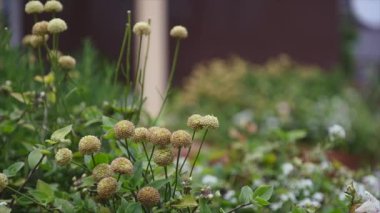 Küçük çiçekler avluda. yakın çekim. seçici odak