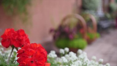 Küçük çiçekler. Avluda parlak flowerbed