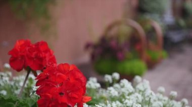 Küçük çiçekler. Avluda parlak flowerbed