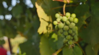 Parlak güneşli gökyüzü arka plan 4k üzerinde yeşil bağ