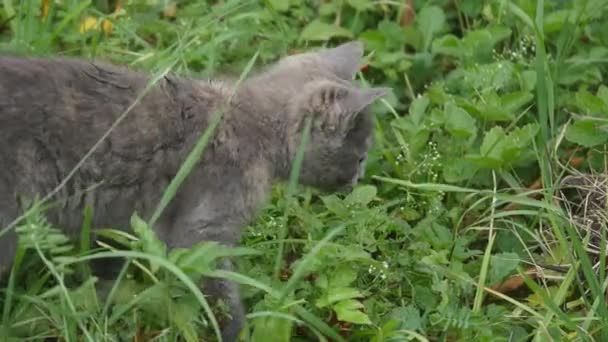 Cute grey kitty walking on the garden — Stock Video