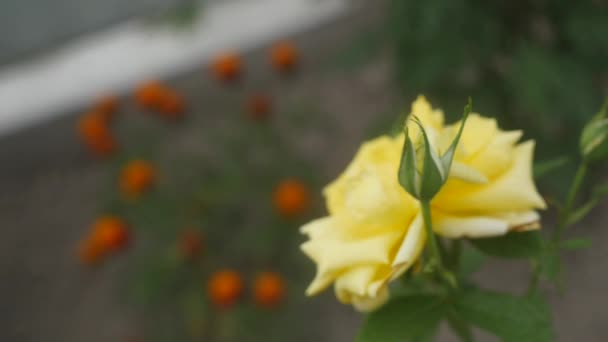 Nice yellow rose in the wind — Stock Video