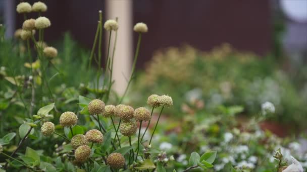 Kleine Blumen auf dem Hof. Nahaufnahme. Selektiver Fokus — Stockvideo