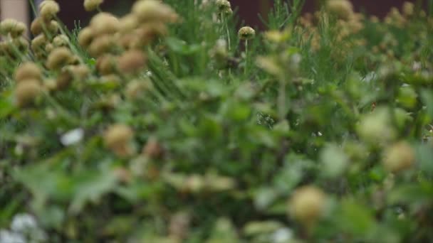 Kis virágok az udvarban. közelről. szelektív összpontosít — Stock videók