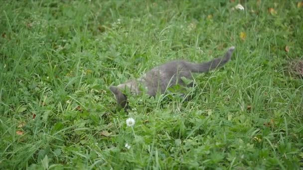 Gatinho cinza bonito andando no jardim — Vídeo de Stock