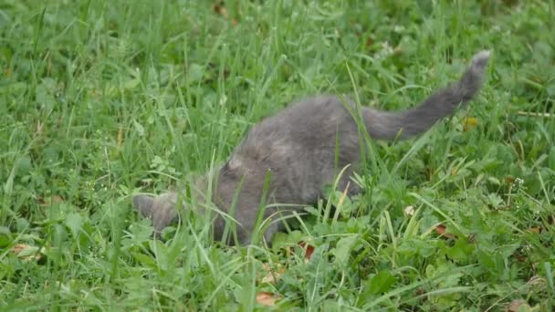 Chaton gris mignon marchant sur le jardin 