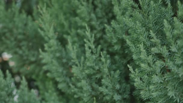 Naaldhout struik. Groene naaldbossen struik. Juniper. Close-up — Stockvideo