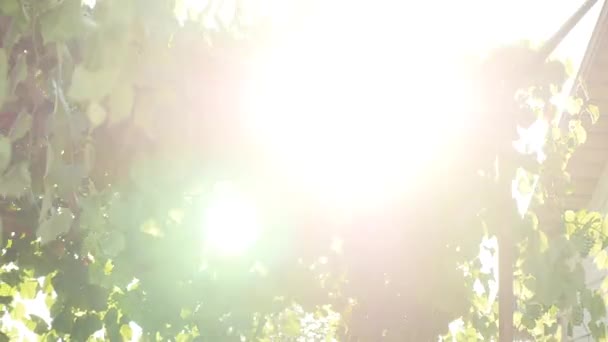 Зеленый виноградник на фоне яркого солнечного неба 4K — стоковое видео