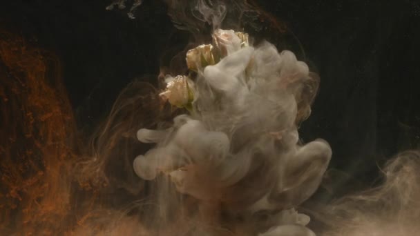 Εκπληκτικά θαυμάσια ατμοσφαιρική πυροβόλησε ένα όμορφο τριαντάφυλλο ανάμειξη με μελάνι σε νερό — Αρχείο Βίντεο
