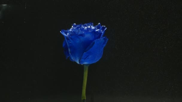 Blue rose in glass aquarium — Stock Video