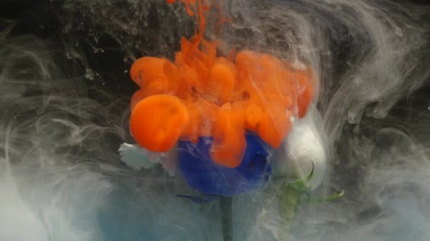 Plan atmosphérique étonnamment merveilleux d'une belle rose bleue mélangeant avec de l'encre dans l'eau — Video