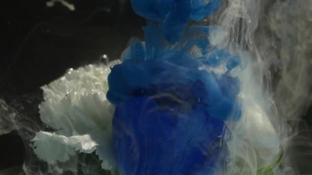 Increíblemente maravillosa toma atmosférica de una hermosa rosa azul mezclándose con tinta en el agua — Vídeos de Stock