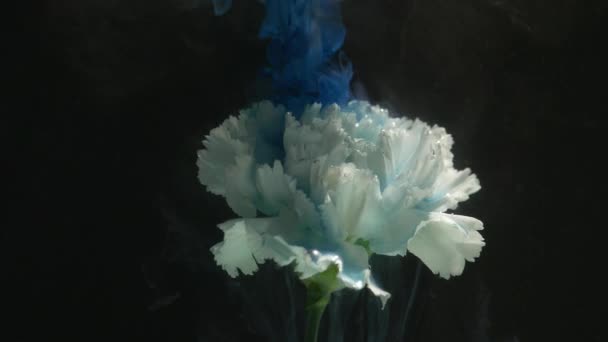 Natură abstractă cu nori de flori și cerneală — Videoclip de stoc