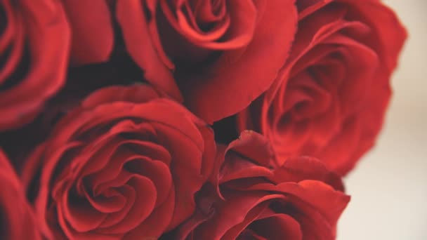 Vidéo recadrée de bouquet de grandes roses rouges tendres. La caméra monte. . — Video