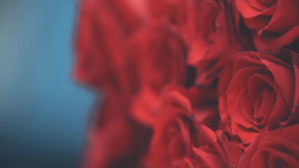 Vidéo floue recadrée de bouquet de grandes roses rouges tendres. La caméra monte. . — Video