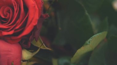 Kesilmiş iki güzel kırmızı gül. Bulanık yeşil yapraklar.
