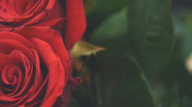 Kesilmiş iki güzel kırmızı gül. Bulanık yeşil yapraklar.