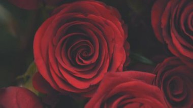 Kırpılmış güzel kırmızı güller. Gizemli duygular.