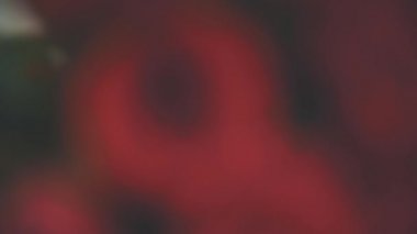 Bulanık kırmızı video büyük kırmızı güllerin güzel buketine dönüşür. Havalı spiral hareket.