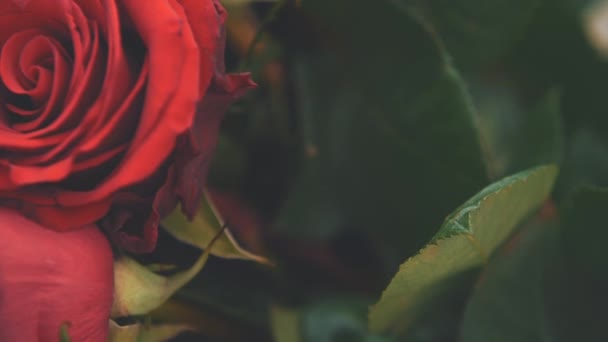 Dos hermosas rosas rojas recortadas. Hojas verdes borrosas . — Vídeo de stock