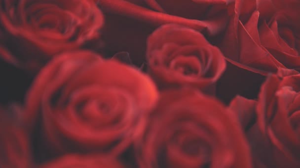 Video ritagliato sfocato di bellissimo bouquet di grandi rose rosse . — Video Stock
