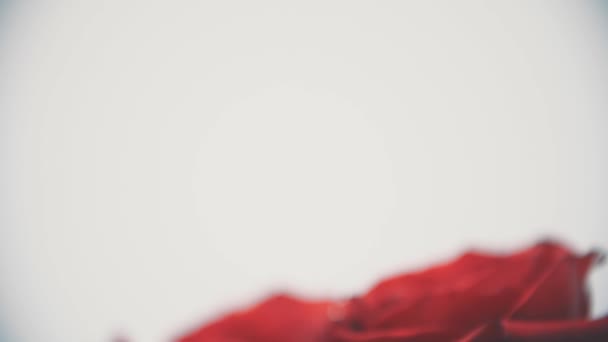 Kamera jde dolů a pupeny velkých rudých růží se objeví na bílém pozadí. — Stock video