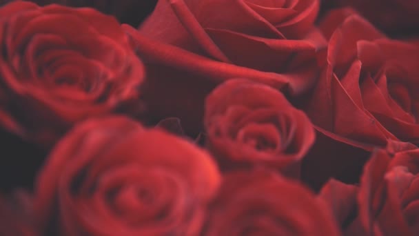 Blurred cropped video of beautiful bouquet of large red roses on the white background. — Stock Video