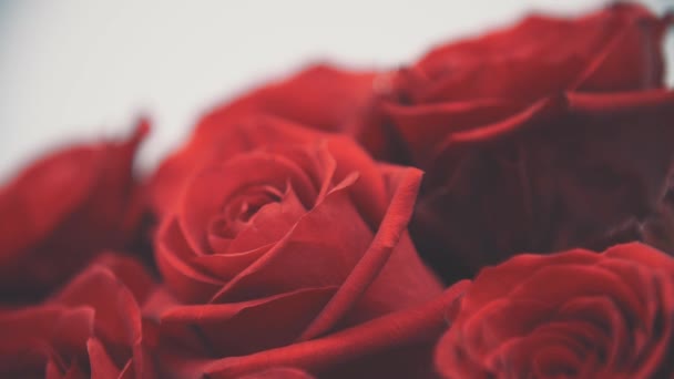 Natural beauty of thel bouquet of large red roses. — Stock Video