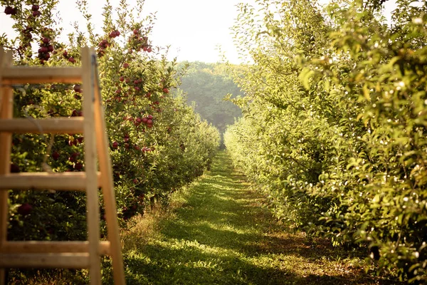 Ηλιόλουστο φόντο της φύσης πράσινο δρομάκι με μηλιές με riped κόκκινα μήλα και στις δύο πλευρές και ξύλινη σκάλα στην πρώτη γραμμή. — Φωτογραφία Αρχείου