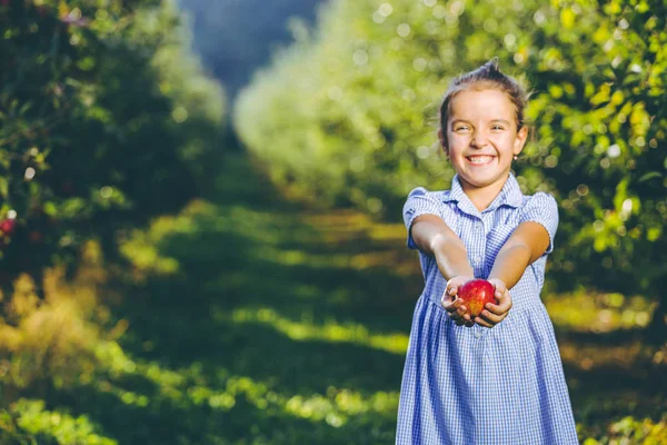 Roztomilé holčička stojí nad rozmazané podzimní zahradní pozadí, natahuje velké červené jablko v dlaních ke kameře, usmívá se. — Stock fotografie