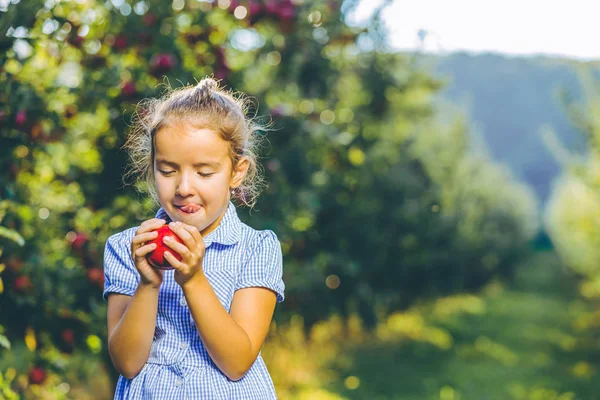 Hladové samice dítě je připravena ochutnat podzimní jablko, těší roční sklizeň v jabloních-stromy zahradě. — Stock fotografie