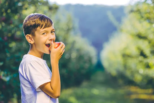 Στιγμιότυπο ενός υγιούς παιδιού σε οπωρώνες που δοκιμάζει ένα μήλο, κοιτάζοντας την κάμερα σαν να λέει σε όλους να τρώνε οικολογική τροφή. — Φωτογραφία Αρχείου