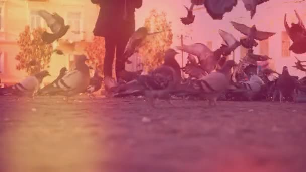 El tipo recortado está de pie cerca de las palomas voladoras. Copiar espacio. Acción. Animación. 4K . — Vídeos de Stock