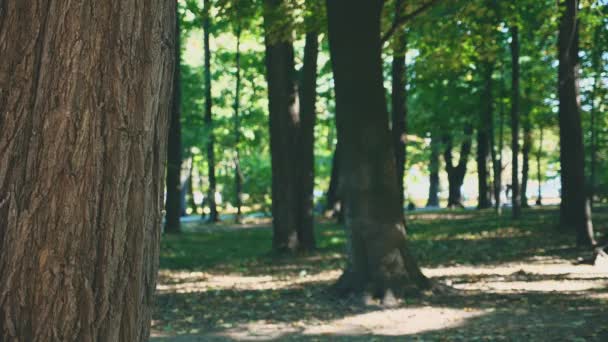 Glad leende kaukasiska flicka dyker upp från träd kaudex, isolerade, på suddig park bakgrund. Närbild. Kopiera utrymme. — Stockvideo