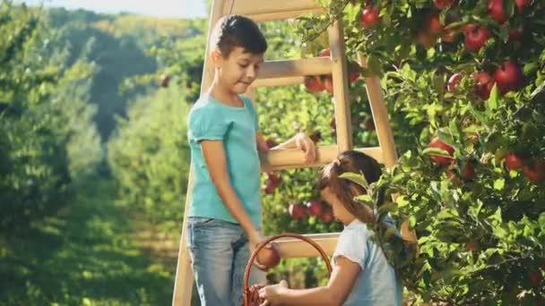 Two adorable siblings are picking apple fruits from apple tree. Copy space. 4K. — Stock Video