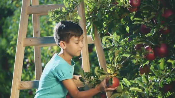 Adorable niño está recogiendo frutas de manzana del manzano. Copiar espacio. El chico está mostrando su pulgar hacia arriba. Lento. En cámara lenta. 4K . — Vídeos de Stock