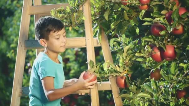 可爱的男孩正在从苹果树上摘苹果。复制空间。男孩把他的大拇指伸出来了.慢一点.慢动作4k. — 图库视频影像