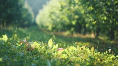 Red bright apples are falling on the grass. Super slow motion. Slowmo. Copy space. 4K.