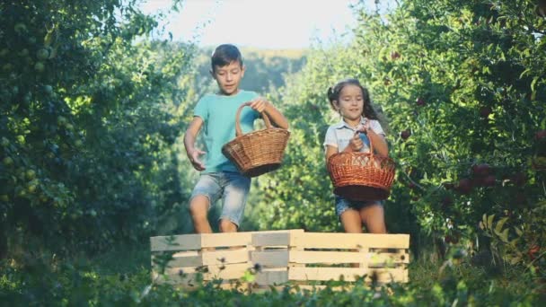 Маленькая девочка и её брат бегут с корзинами, полными фруктов и выламывают яблоки в одну длинную деревянную коробку. Медленное движение. Принято. 4K . — стоковое видео