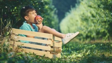 Little boy in blue T-shirt is eating a red apple outdoors. Boy is sitting in wooden box. Copy space. 4K.