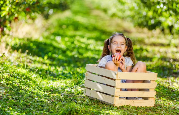 Vtipná dívka s culíky sedí v dřevěné bedně, jí křupavé jablko a krásně se usmívá, dívá se do kamery mezi ovocnými stromy. — Stock fotografie