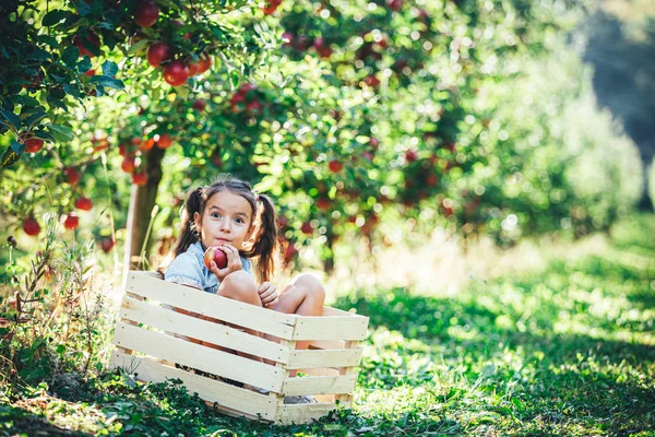 Úžasná holčička sedící v bedně na jablka na zahradě, dívající se na kameru s legračním výrazem ve tváři. — Stock fotografie