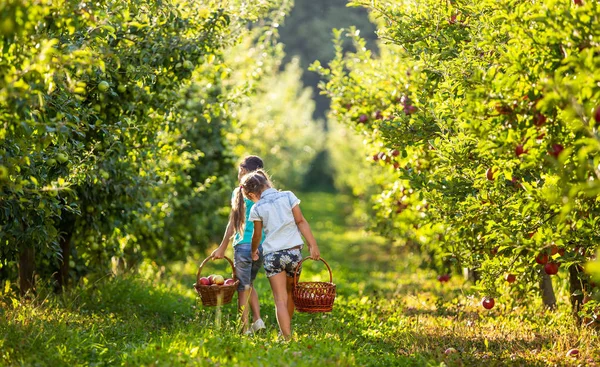 Ευτυχισμένα παιδιά με καλάθια στο σοκάκι με τις μηλιές, μαζεύοντας μήλα την ηλιόλουστη μέρα. — Φωτογραφία Αρχείου